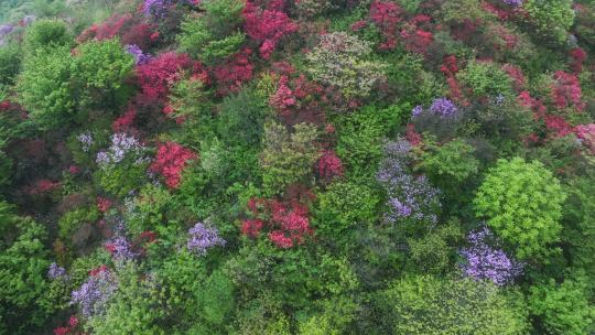 杭州余杭鸬鸟山顶杜鹃花春天映山红航拍