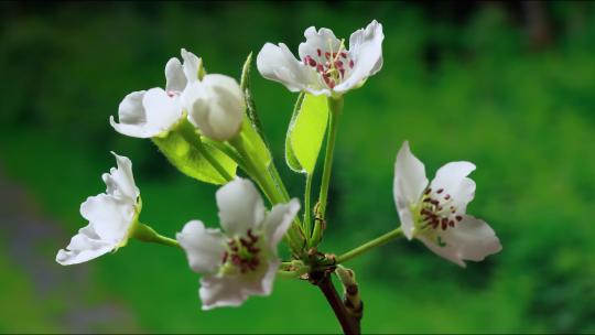 春天花开 发芽 植物生长 万物复苏 延时高清在线视频素材下载