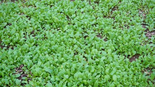 青菜小白菜种植