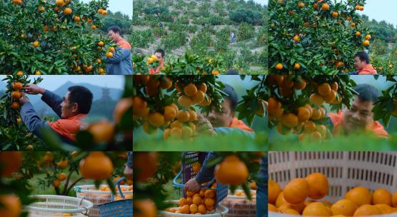 果园丰收 柑橘 新农村 乡村振兴 航拍果园视频素材模板下载