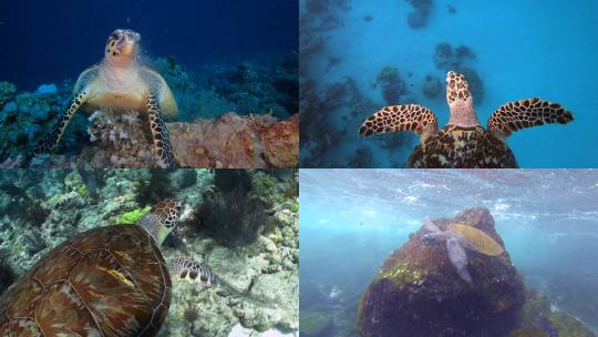 【合集】海龟 海底 龟 海洋生物视频素材模板下载