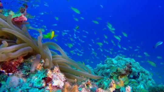 彩色小丑鱼与水下海葵