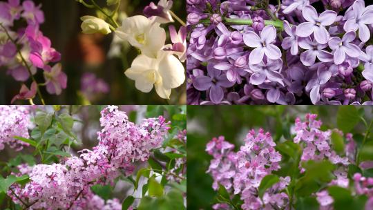 【合集】紫色丁香花大自然花卉花朵生态植物视频素材模板下载