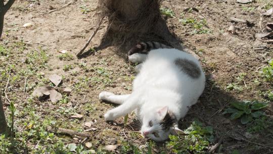 可爱猫咪4K实拍镜头