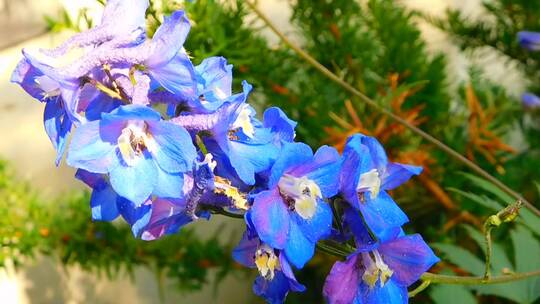 蓝色花朵的特写