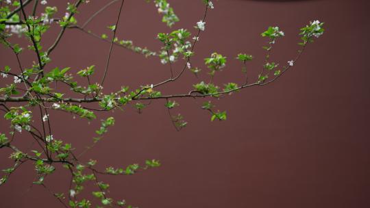 杭州钱王祠春天清明节雨天古建筑自然唯美