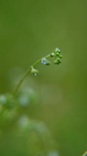 4K植物素材——野花附地菜