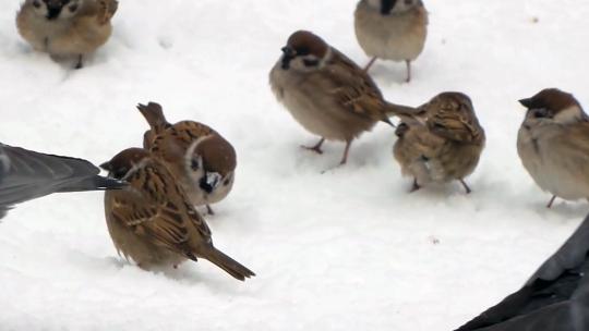 雪地上的麻雀和鸽子