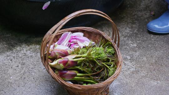 春天的味道———椿头