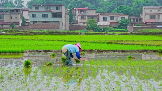 农民插秧水稻种子春天立春雨水芒种小满稻谷