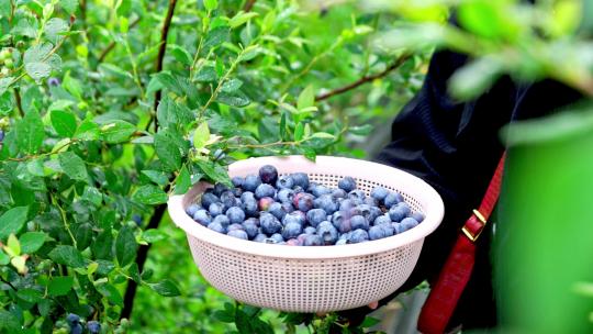 蓝莓丰收采摘
