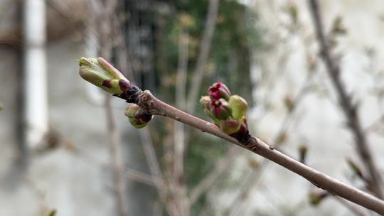 春天发芽的树枝特写
