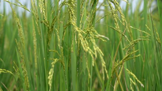 大米水稻丰收稻田稻谷农业稻穗视频素材模板下载