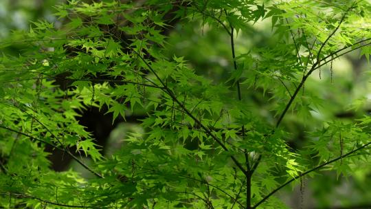 杭州虎跑 被风吹动的绿色枫树叶