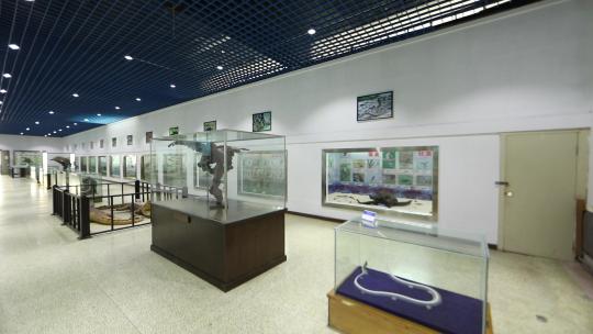h大连蛇岛自然博物馆馆内模型标本