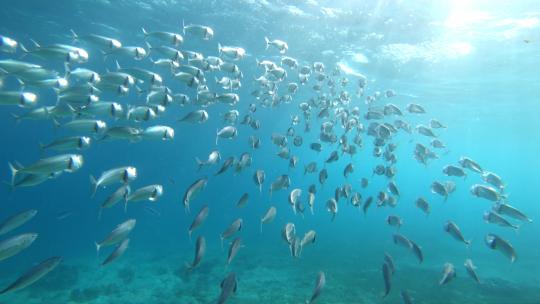 红海的鱼群特写视频素材模板下载