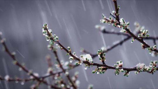 冰霜雨雪树枝嫩芽春季降温