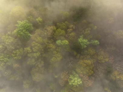 自然风光 鸟瞰迷雾森林雾气飘动
