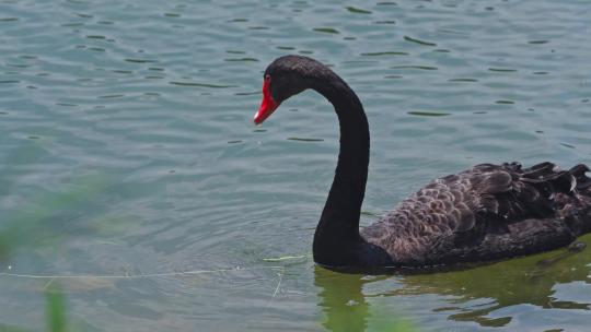湖面上的黑天鹅和幼崽