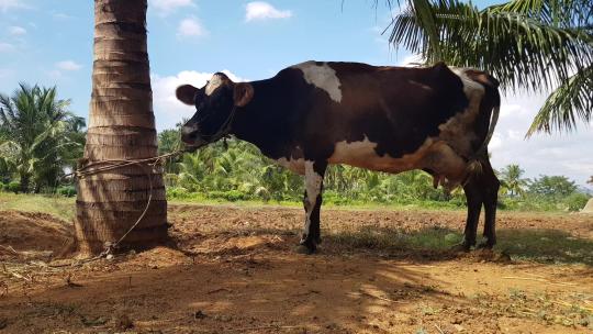 奶牛被绑在椰子树上
