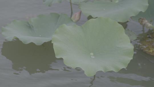 夏季湿地湖河池塘荷花落雨荷叶户外自然