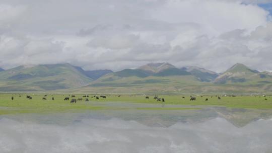 西藏青藏高原牦牛湿地 吃草的牦牛