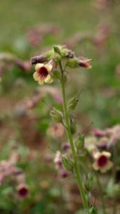 4K野花中草药素材——地黄