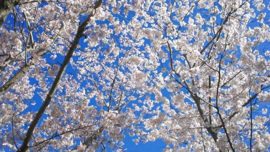 蓝天下盛开的樱花
