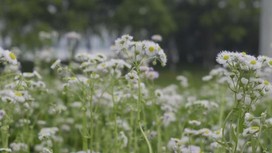 小清新鲜花阳光和雏菊