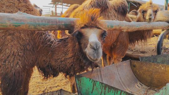 新疆吐鲁番农业养殖生产驼奶的骆驼