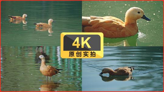 原创实拍4K赤麻鸭升格一组高清在线视频素材下载