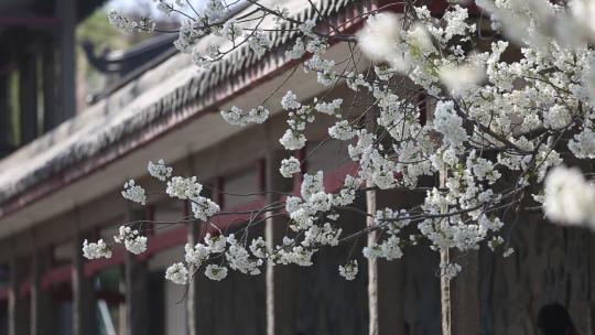 济南五龙潭，春季樱花植物盛开洁白如雪