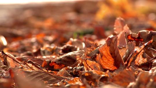 秋天 秋天落叶 风吹树叶视频素材模板下载