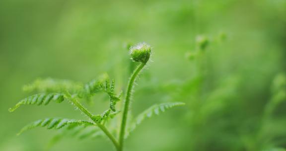 雨后绿植生机勃勃