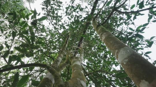 4K-高杆古树，古树茶，普洱高杆古树