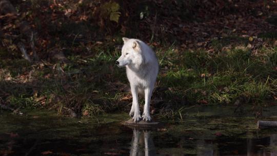 北极狼站在沼泽上看着远方