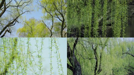 春天清晨公园阳光透过绿色垂柳生机焕发高清在线视频素材下载