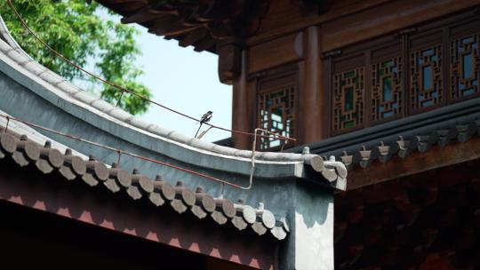 杭州下天竺 寺庙屋顶的小鸟飞走