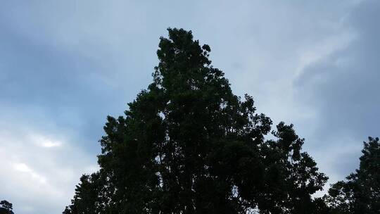 低角度拍摄的视频一棵树