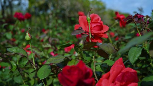 三亚博后村在风中摇曳的玫瑰花田