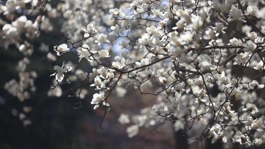 济南五龙潭，春季樱花植物盛开洁白如雪