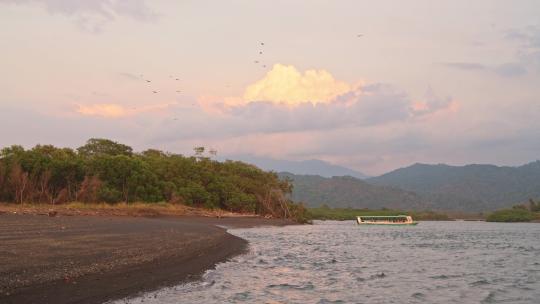 野生动物假日观鸟度假在旅游船之旅在哥斯达黎加，黑秃鹫Ci