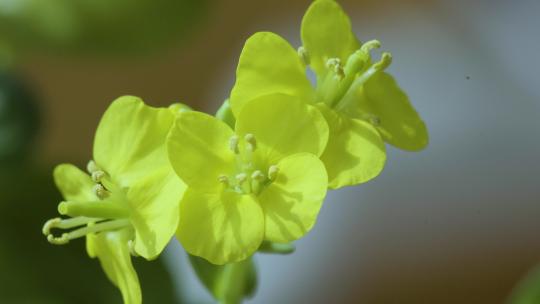 微距拍摄油菜花