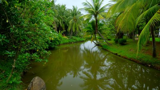 海南热带湿地公园小河 椰树林