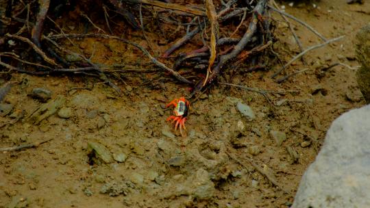 红树林 红螃蟹 招潮蟹