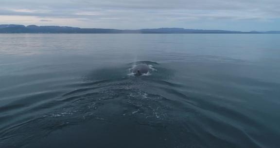 鲸鱼在水面 鲸鱼