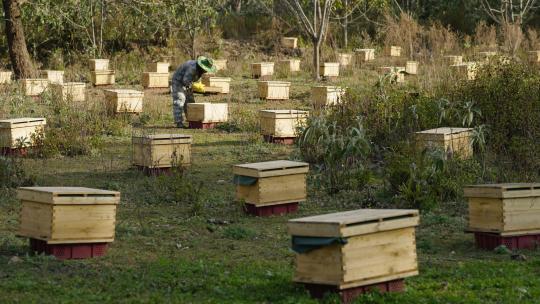 专业养蜂人养殖蜜蜂