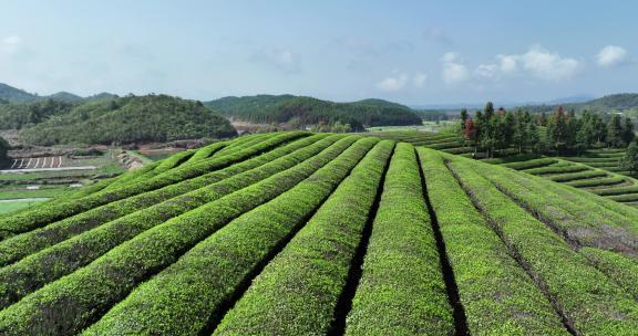 茶农在茶厂茶园采茶