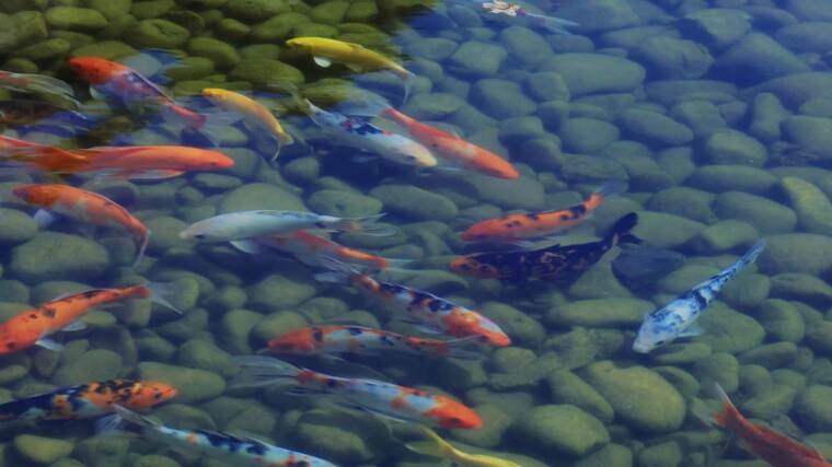 財富錦鯉富貴魚池小溪池塘發財青山綠水