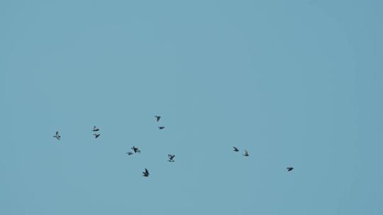 天空中飞翔的鸽子